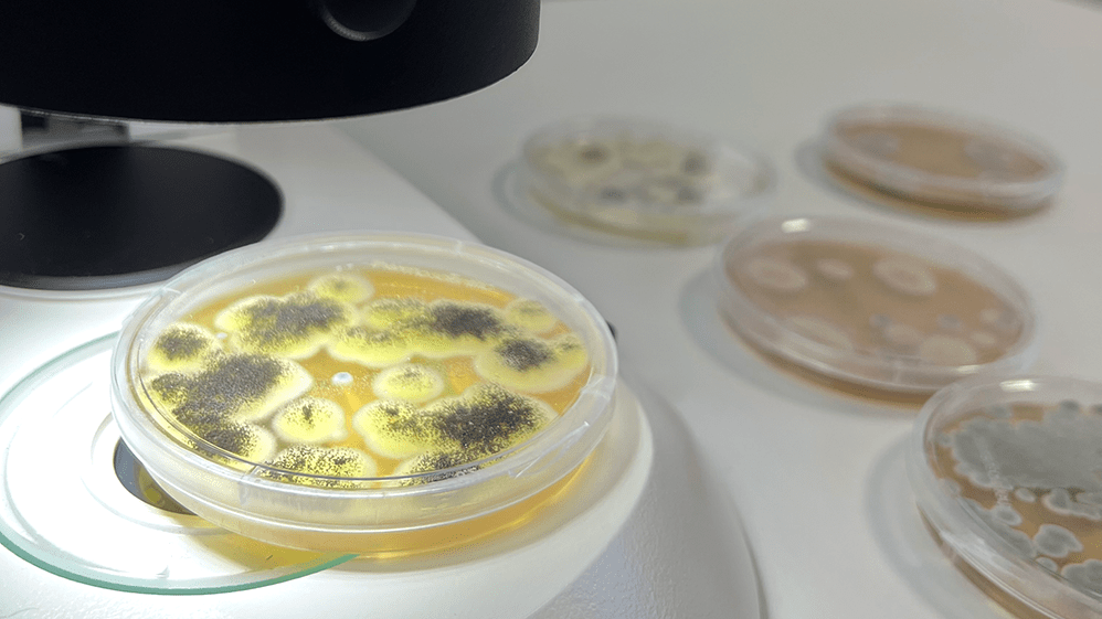 Schimmelanalyse Mikroskop